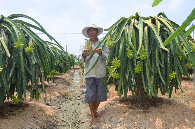 Nhiều vườn thanh long dang bắt đầu vô đợt thu hoạch mới. Ảnh: Minh Đảm.