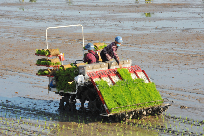 Mekong Delta farmers transplan autumn-winter rice crop. Photo: Le Hoang Vu.