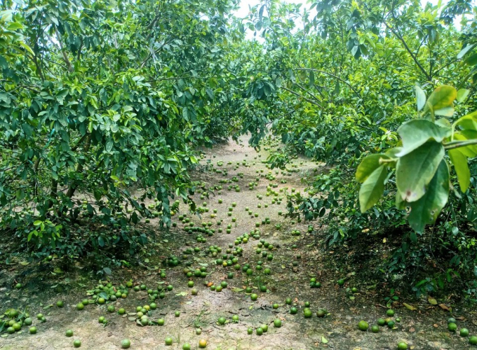 Mr. Tran Van Thuan hires people to discard lemons. Photo: Minh Dam.