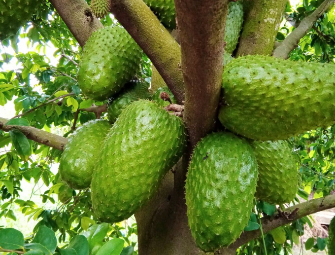 Mãng cầu xiêm của người dân huyện Tân Phú Đông đang chín nhưng không có thương lái đến mua. Ảnh: Minh Đảm.