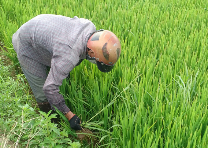 A farmer in Phu Yen Province work on rice field. Photo: KS.