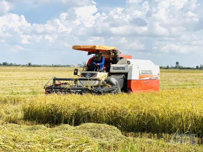 An Giang kêu gọi doanh nghiệp hỗ trợ tiêu thụ khoảng 800 ngàn tấn lúa, nếp trong vụ hè thu năm 2021. Ảnh: Lê Hoàng Vũ.