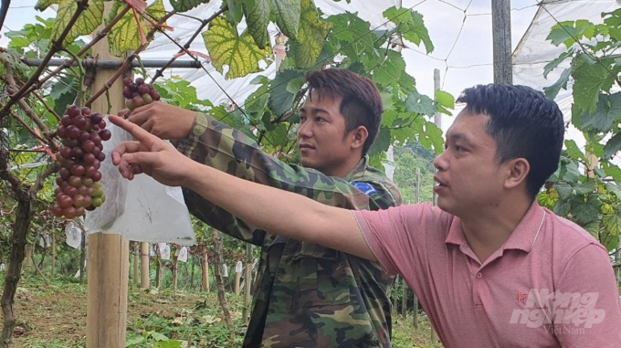 Anh Hà Hùng Hiển (bên trái) chia sẻ về cách chăm sóc cây nho hạ đen không hạt với phóng viên Báo Nông nghiệp Việt Nam. Ảnh: Hải Đường.
