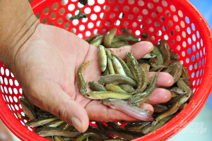 Sức mua nhiều loại cá giống đang giảm khoảng 40-50% so với cùng kỳ năm trước. Ảnh: Lê Hoàng Vũ.