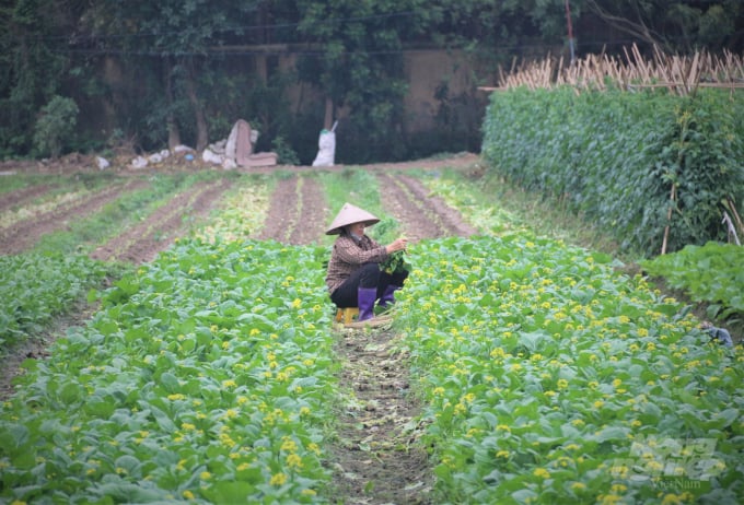 Hà Nội khuyến cáo người dân tăng cường sản xuất các loại rau ngắn ngày trong thời gian tới. Ảnh: PH.