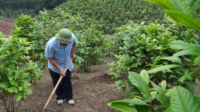 Mô hình trồng cây trà hoa vàng đang được nhân rộng và mang lại giá trị kinh tế cao. Ảnh: TT