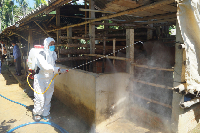 Ngành chức năng tỉnh Quảng Ngãi đang thực hiện nhiều biện pháp để khống chế dịch bệnh VDNC trên trâu bò. Ảnh: V.H.
