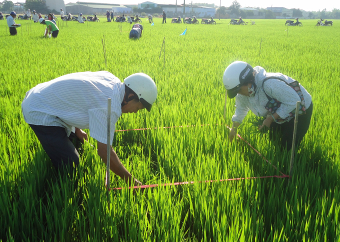 Hiện Phú Yên đã có gần 50% diện tích gieo cấy áp dụng chương trình IPM. Ảnh: KS.