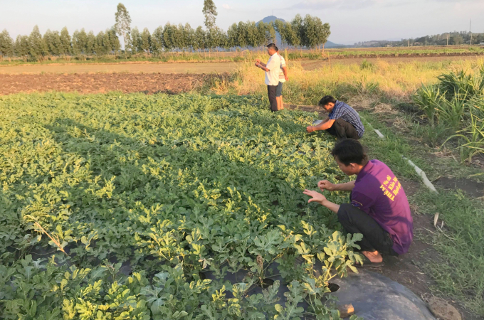 Không chỉ lúa, IPM còn được nông dân trồng rau màu ngày càng chú trọng áp dụng tại Phú Yên. Ảnh: KS.