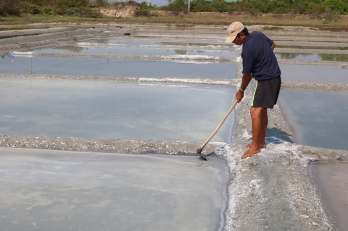 Hiện nay diêm dân Ninh Diêm (Thị xã Ninh Hòa) sản xuất muối thủ công trên nền đất. Ảnh: KS.