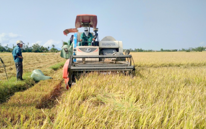 Having expanded the application of IPM, Phu Yen farmers not only increase productivity, but also greatly reduce production costs, protect the fields’ ecological environment. Photo: KS.