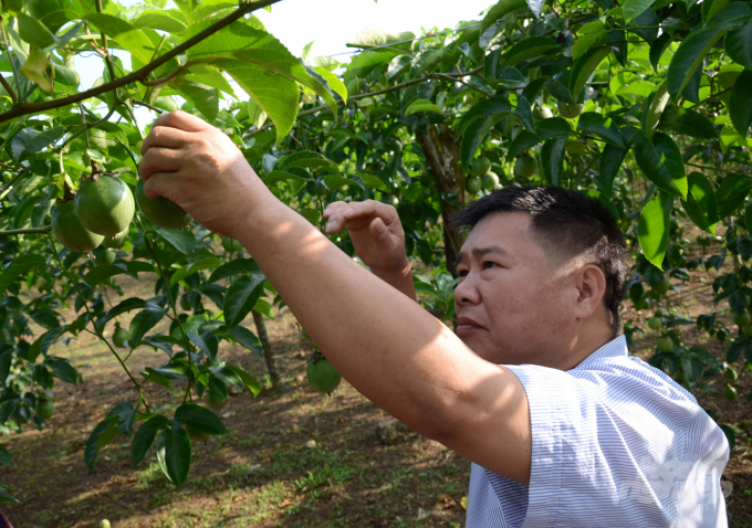 Chanh leo, một cây ăn quả mới có nhiều tiềm năng phát triển và xuất khẩu của Hòa Bình. Ảnh: DĐT.