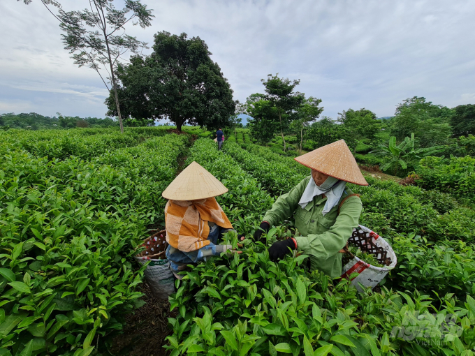 Dịch Covid-19 đã ảnh hưởng lớn đến người lao động và doanh nghiệp tại Tuyên Quang. Ảnh: Đào Thanh.