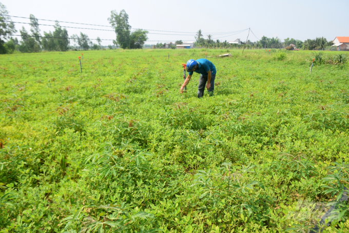 Cây sắn ở huyện Phù Cát (Bình Định) trồng xen canh với đậu phộng nhưng vẫn bị bệnh khảm lá tấn công. Ảnh: V.Đ.T.