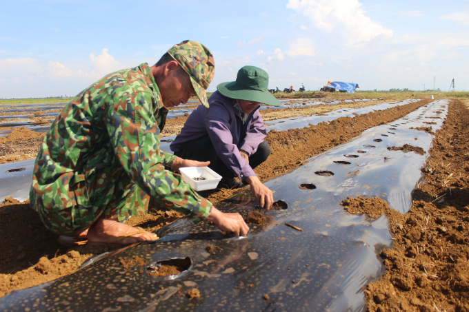 Triển khai mô hình trồng dưa hấu phủ bạt nilon tại huyện Vĩnh Linh. Ảnh: Việt Toàn.