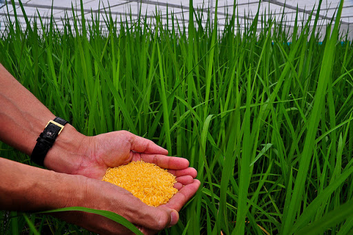 Màu vàng của gạo biến đổi gen có thể là rào cản với đa số người tiêu dùng. Ảnh: AFP.
