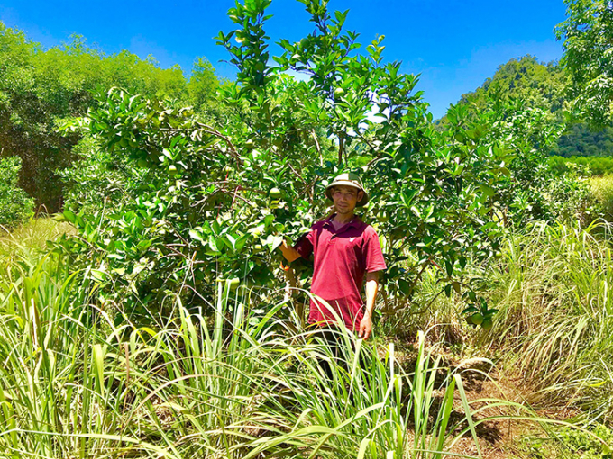 Ông Nguyễn Văn Quang bên trang trại trồng cây có múi và trồng cây sả mang lại kinh tế cao. Ảnh: TP.