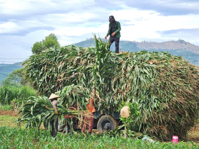 In the summer-autumn crop of 2021, biomass corn growers in Quang Ngai Province are very happy as they have got a good harvest and price. Photo: L.K.