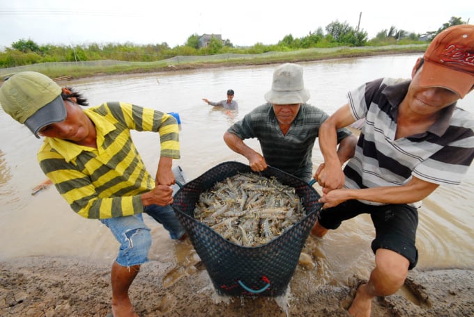 In the third quarter of this year, 19 southern provinces will see a total production of aquaculture products reach about 1.45 million tonnes. Photo: TL.