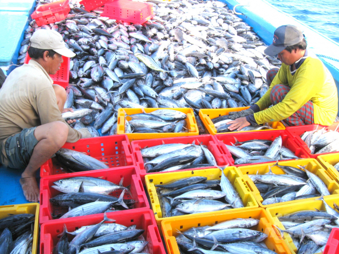 Hiện nay đang là mùa vụ chính đánh bắt cá ngừ sọc dưa, nhưng ngư dân không dám ra khơi bởi sản phẩm đánh bắt về không biết bán cho ai. Ảnh: Vũ Đình Thung.