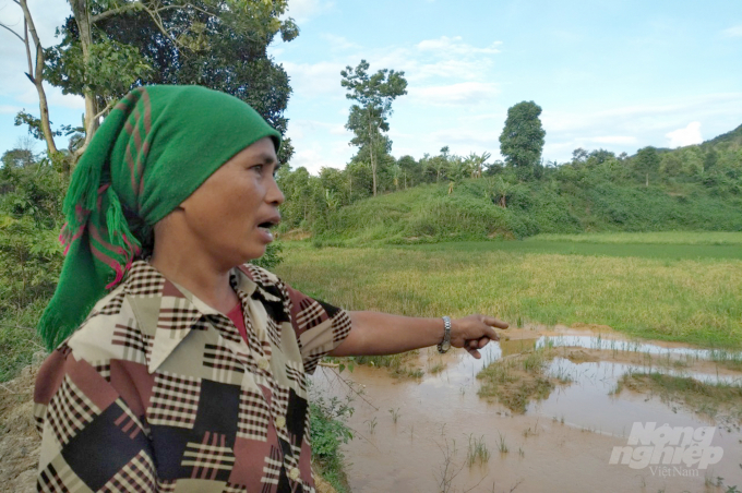 Bà Mun khẳng định ruộng lúa của gia đình bị vùi lấp đáng kể khi thi hành dự án điện gió Amaccao. Ảnh: Công Điền.