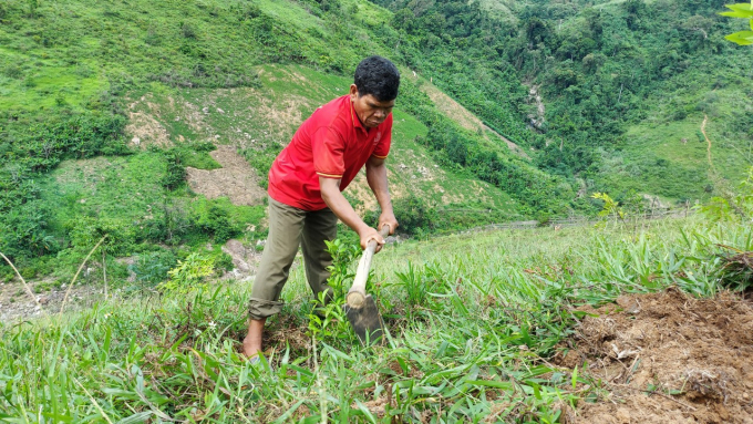 Ông Hồ Khiên tranh thủ be bờ ruộng lúa của mình.  Ảnh: TP.