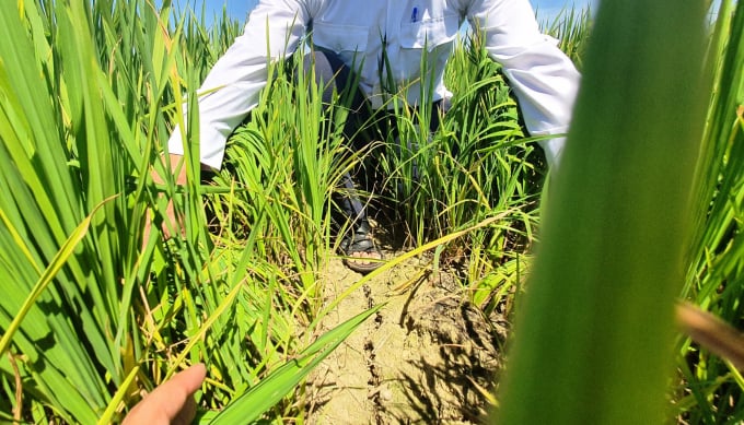 Nhiều diện tích ruộng lúa hè thu ở Quảng Nam sau một thời gian dài không có nước tưới đã khô nứt nẻ. Ảnh: L.K.