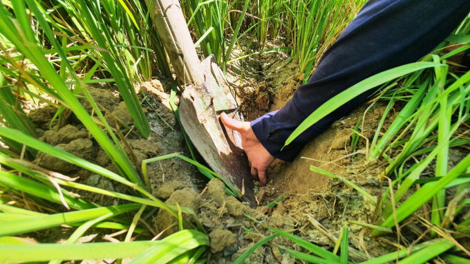 Dù đã đào sâu xuống đến hơn 20cm nhưng đất lúa vẫn khô khốc. Ảnh: L.K.