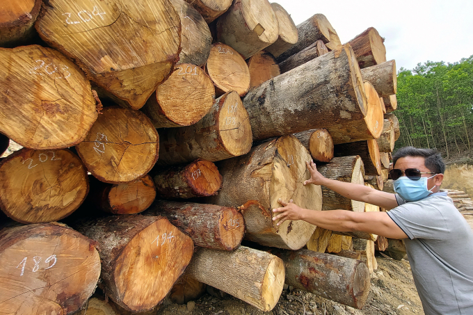Người dân Trung Sơn cho rằng không có chuyện khai thác gỗ rừng đi bán mà còn lỗ. Ảnh: VD.