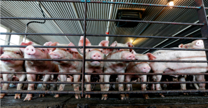 Một trang trại lợn hơi vừa tách đàn ở bang North Carolina. Ảnh: AP