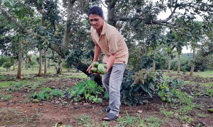 Unable to consume, Hung was forced to let avocados fall all over the garden. Photo: Tuan Anh. 