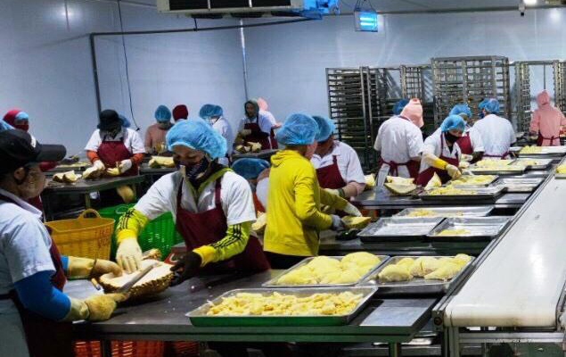 Enterprises invest in freezing warehouses to preserve durian. Photo: Le Huong.