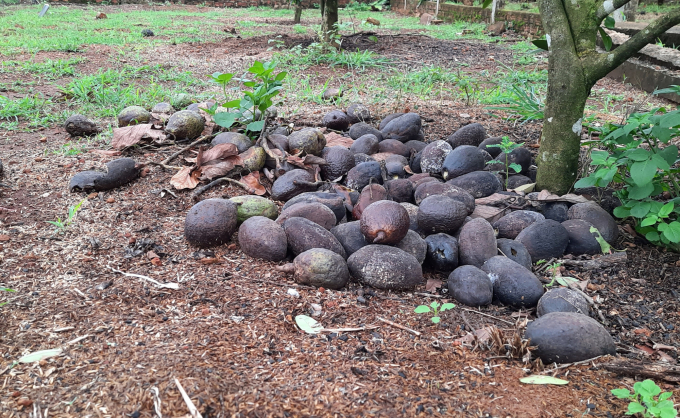 Many households left ripe avocados rotten under the tree. Photo: Tuan Anh.