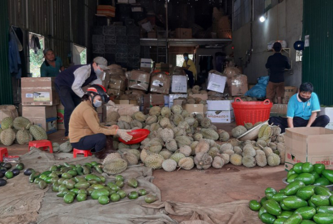 Traders and businesses suffered heavy losses when having agreed on the prices from the beginning of the season. Photo: Quang Yen.