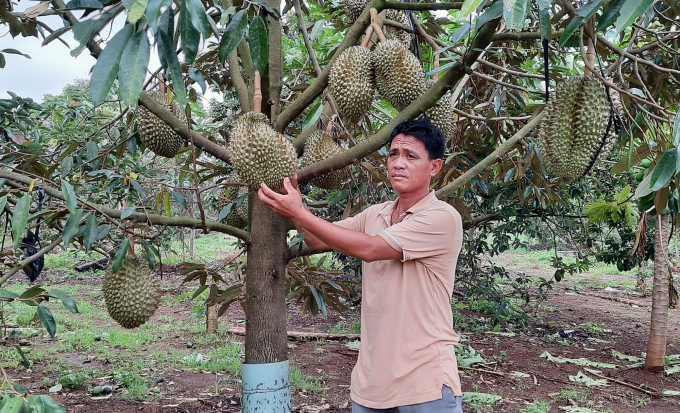 Many households growing durian are also worried about not being able to consume. Photo: Tuan Anh.