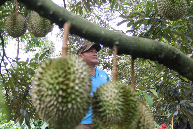 Dak Lak has about 5,300 ha of durian in the middle of harvesting at the moment. Photo: Quang Yen.