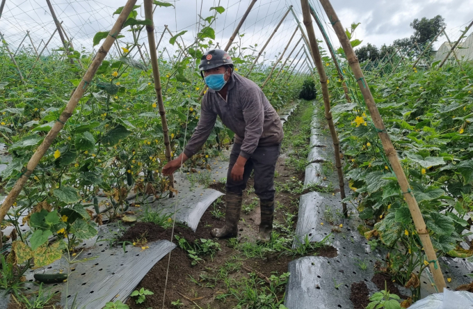 Viet's cucumber garden is now in harvest, but the selling price has not been determined. Photo: Tuan Anh. 