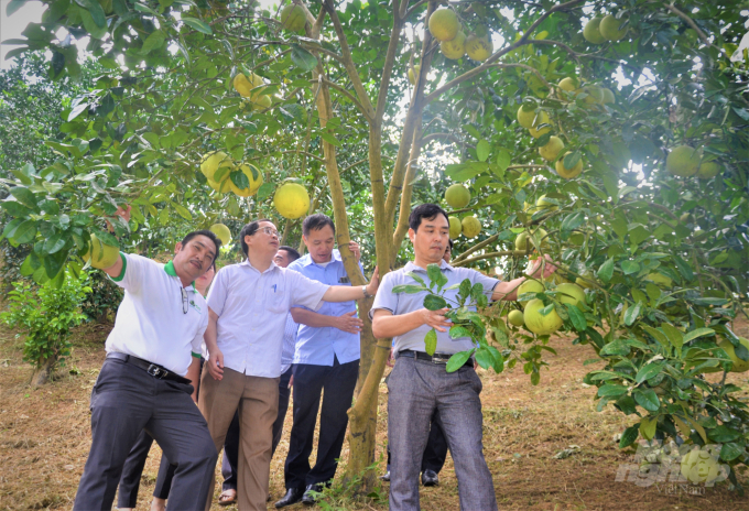 Các sản phẩm nông nghiệp hữu cơ không chỉ nâng cao giá trị mà còn nâng tầm thương hiệu của nông nghiệp Tuyên Quang. Ảnh: Đào Thanh.