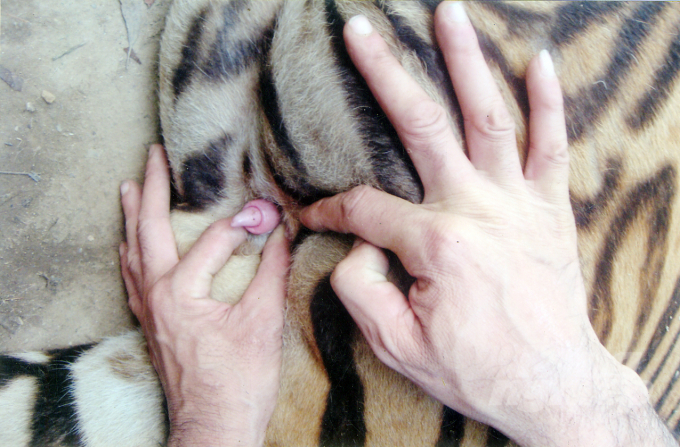 Bộ phận sinh dục của hổ đực. Ảnh: NVCC.
