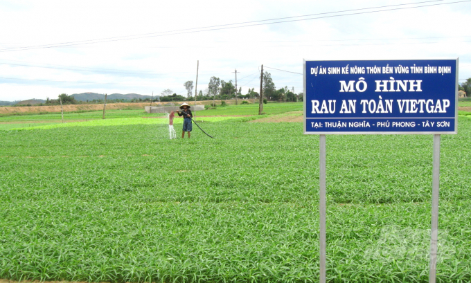 Vùng rau VietGAP Thuận Nghĩa (huyện Tây Sơn, Bình Định) mỗi ngày cung ứng ra thị trường 1,5 - 1 tấn rau xanh. Ảnh: Vũ Đình Thung.