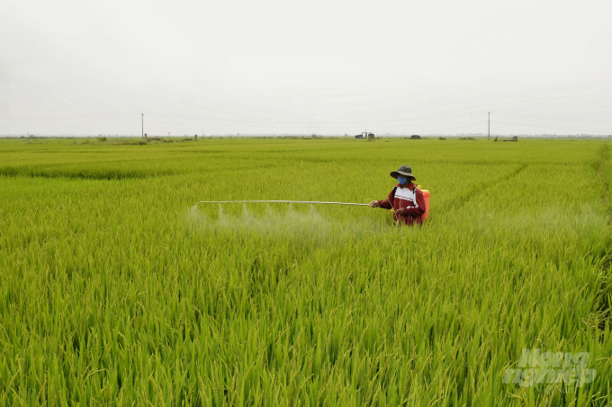 Nông dân Quảng Trị phun thuốc bảo vệ thực vật phòng trừ sâu bệnh hại lúa. Ảnh: CĐ.