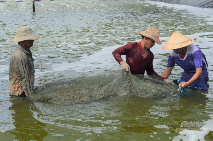 Vùng ven biển Kiên Lương - Hà Tiên, hiện là mỏ tôm công nghiệp của tỉnh Kiên Giang, với nhiều doanh nghiệp đầu tư nuôi tôm với diện tích cả ngàn ha. Ảnh: Trung Chánh.