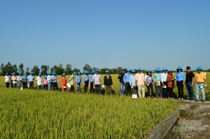 Nhờ được đầu tư hệ thống thủy lợi mà Từ giác Long Xuyên từ hoang hóa, nhiễm phèn nặng đã trở thành vùng sản xuất lúa trù phú ở ĐBSCL. Ảnh: Trung Chánh.