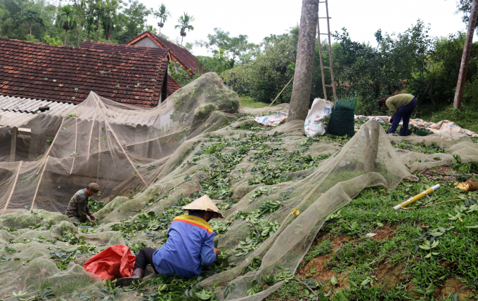 Trước khi hái trám, người nhặt trám thường trải lưới hoặc bạt dưới gốc để hứng quả. Ảnh: Việt Cường.