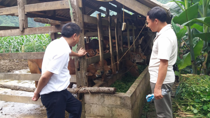 Người Mông xóm Lân Quan, xã Tân Long, huyện Đồng Hỷ trồng cỏ và nuôi nhốt trâu bò. Ảnh: Đồng Văn Thưởng.