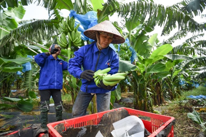 Công nhân Doveco thu hoạch chuối ở Tam Điệp, Ninh Bình. Ảnh: Tùng Đinh.