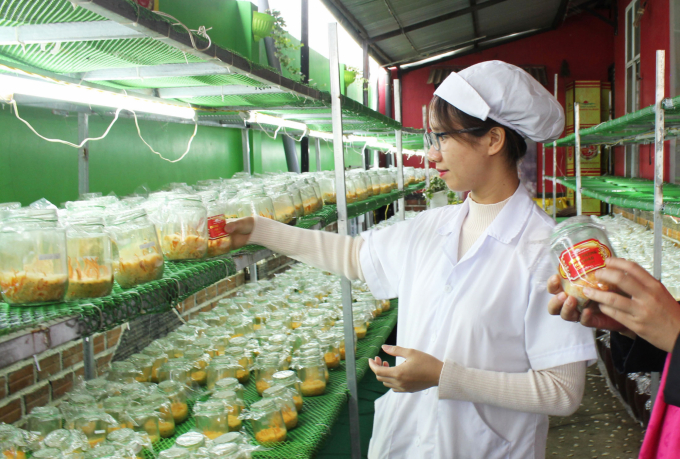 Sản xuất đồng trùng hạ thảo tại Lâm Đồng cũng đã bước đầu hình thành, phát triển tốt. Ảnh: ĐL. 