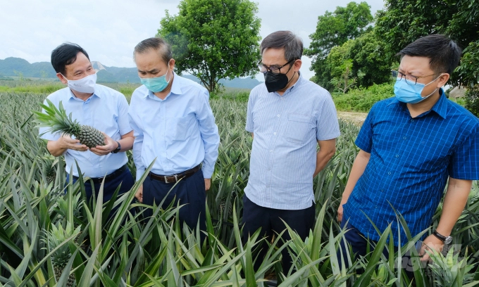 Thứ trưởng Phùng Đức Tiến (thứ 2 từ trái sang) cùng lãnh đạo ngành nông nghiệp Ninh Bình thăm vùng nguyên liệu dứa của DOVECO tại tỉnh Ninh Bình. Ảnh: Bảo Thắng.