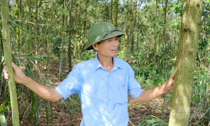 Vườn keo tái sinh nằm sát dự án nghiên cứu dẻ đỏ của Viện Khoa học Lâm nghiệp Việt Nam trên địa bàn xã Chân Mộng, huyện Đoan Hùng, Phú Thọ. Ảnh: Bá Thắng.