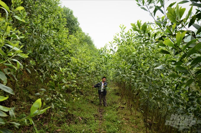Sau 2 năm, nhiều cánh rừng trồng cây giống keo lai mô có chiều cao trung bình từ 3 đến 4m. Ảnh: Đào Thanh.
